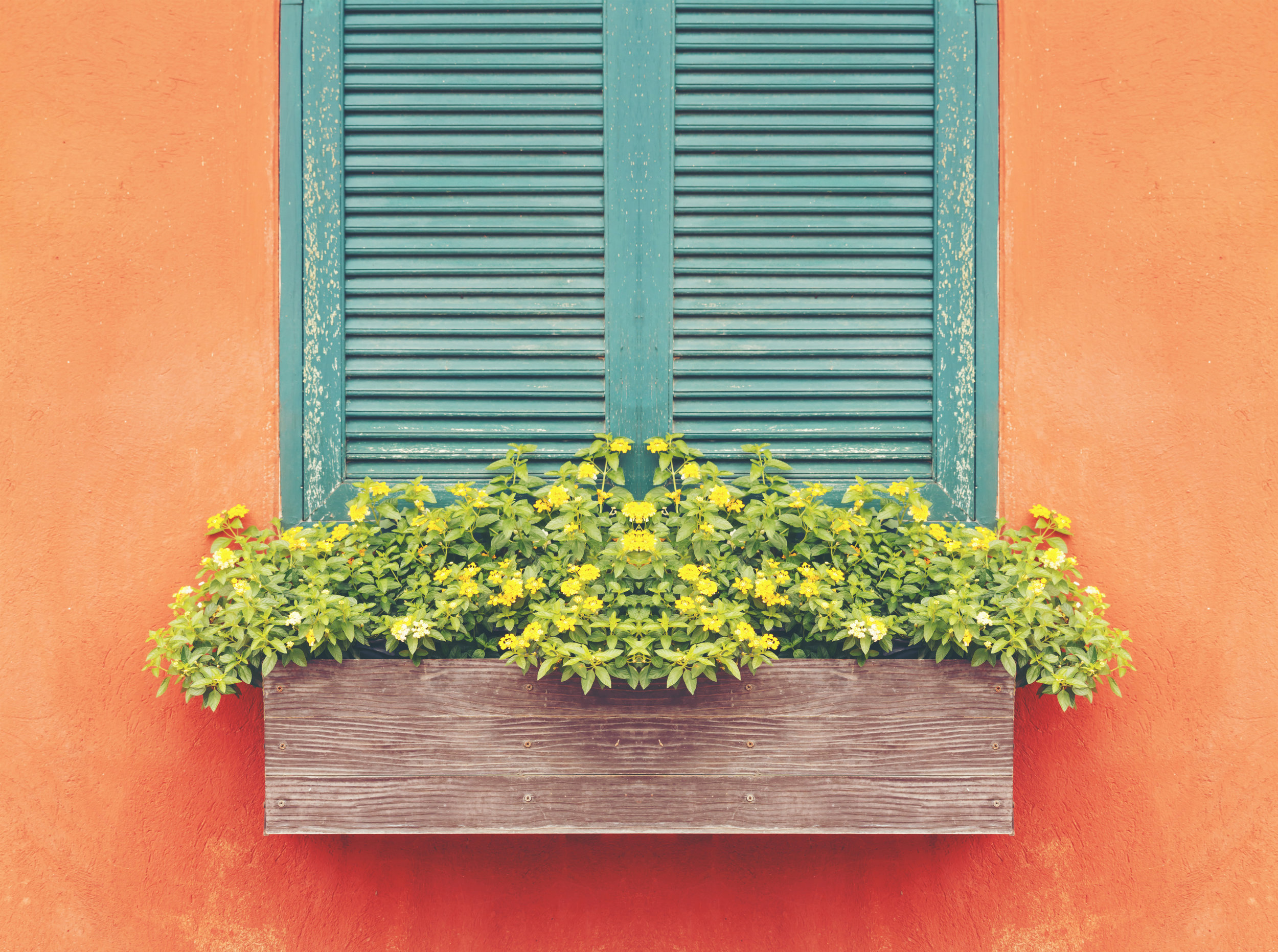Yellow flowers in flower box
