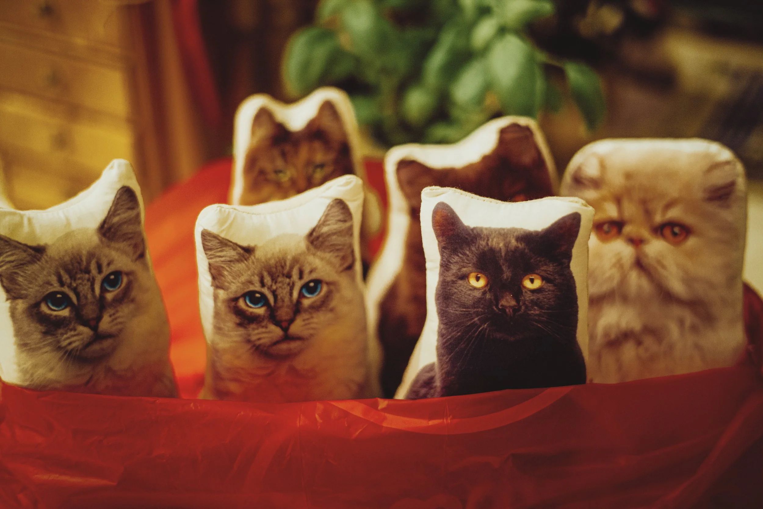 cats in a basket.jpg