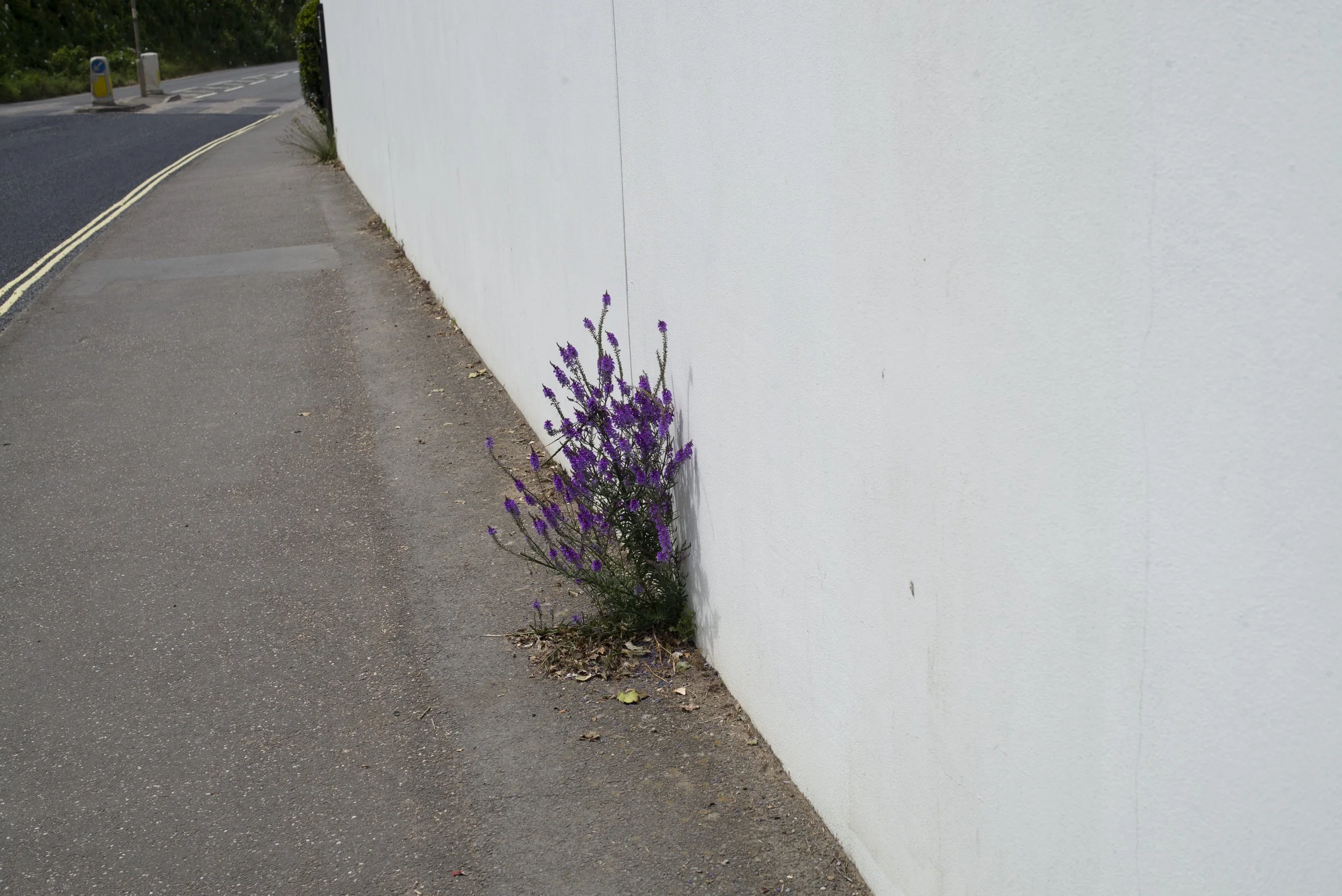 lavender hope.jpg