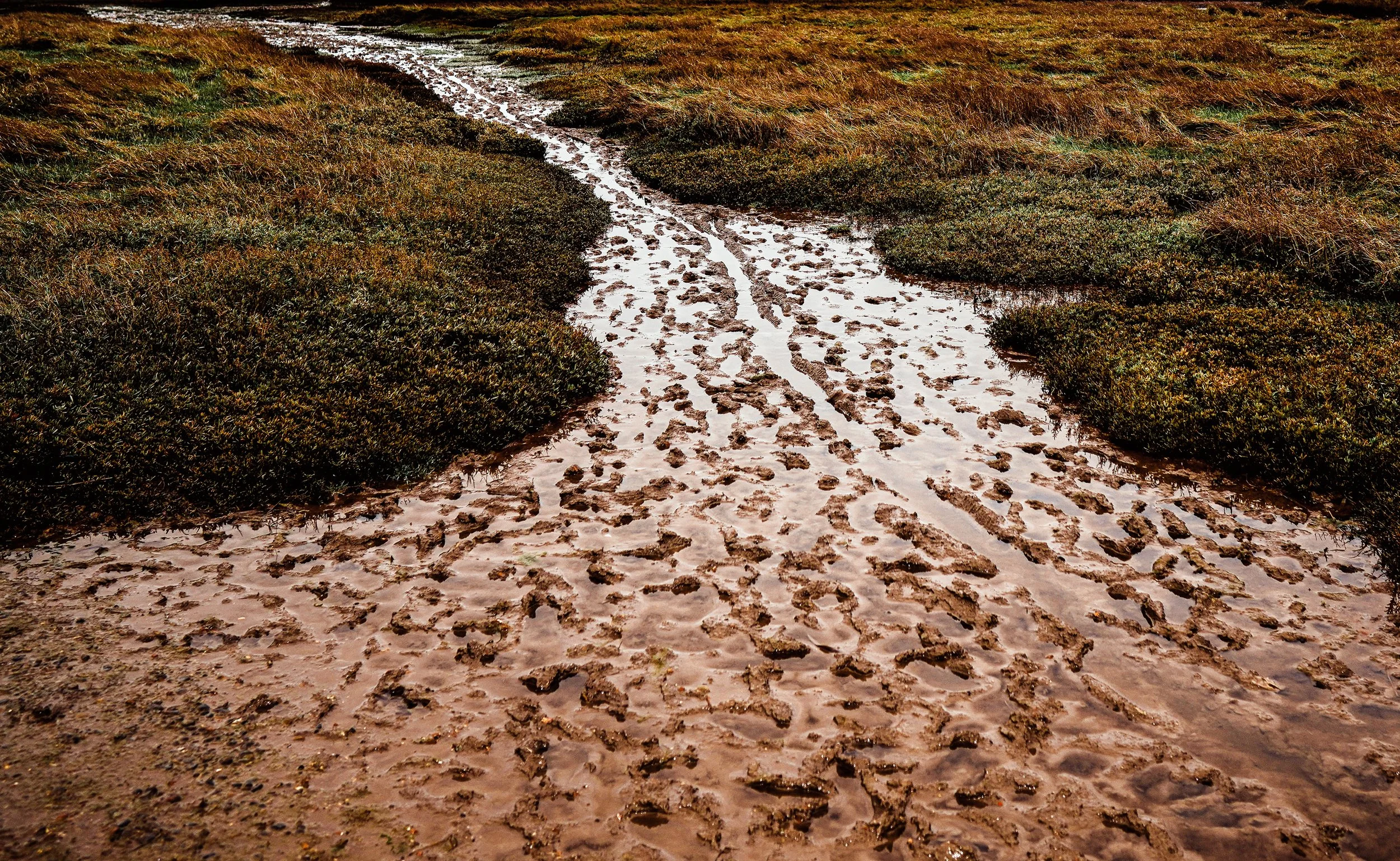 muddy tracks.jpg