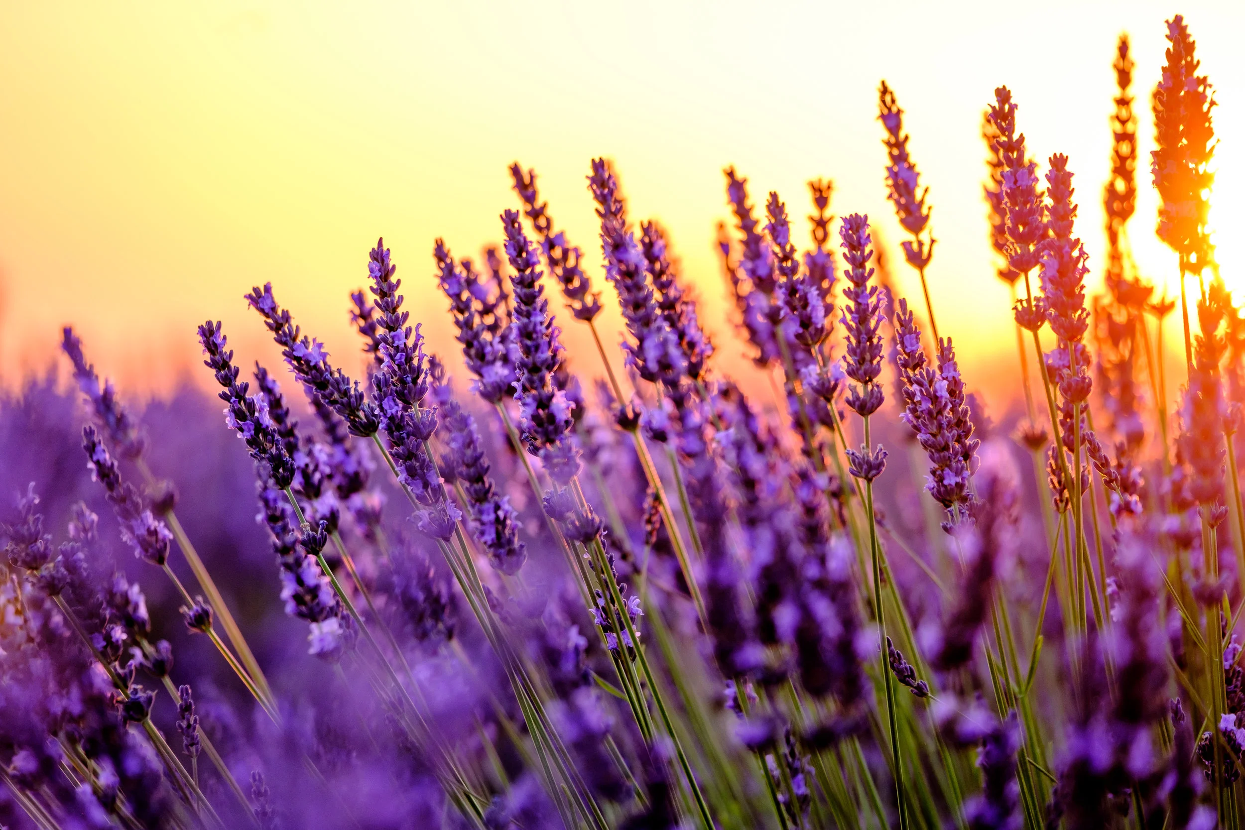 AdobeStock_119082692.jpeg