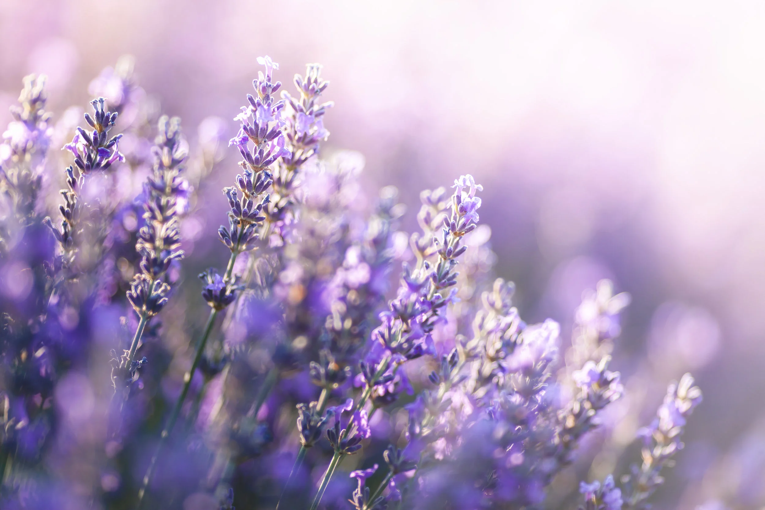 AdobeStock_203555264.jpeg