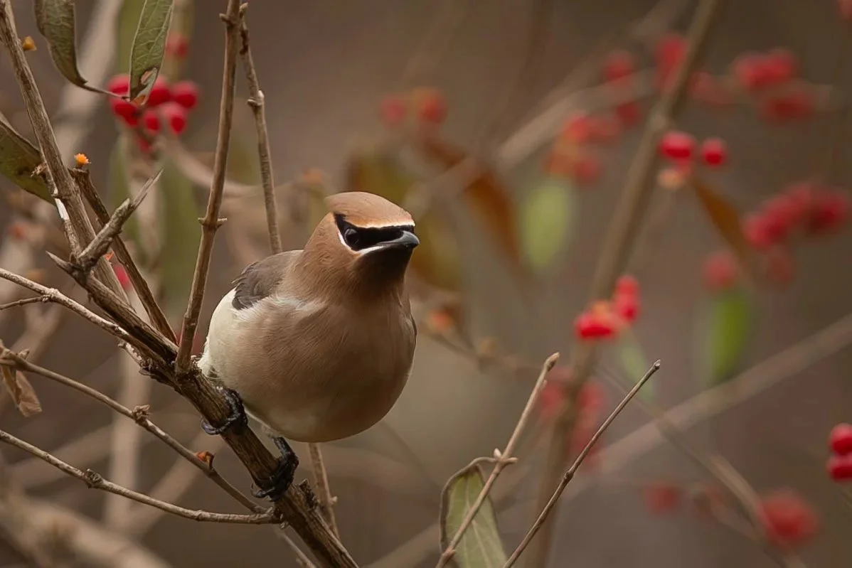 no grow page banner website 6.jpg