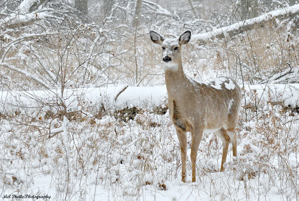 deer covered in snow.jpg