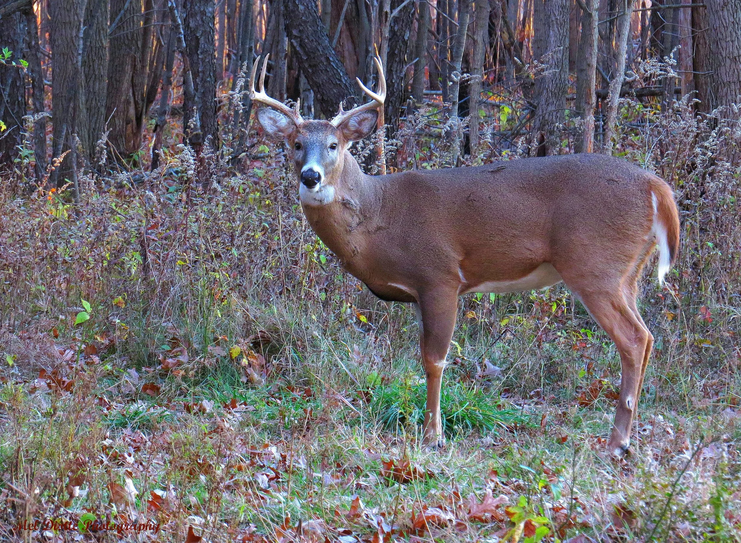 deernov52014signedlargefile.jpg
