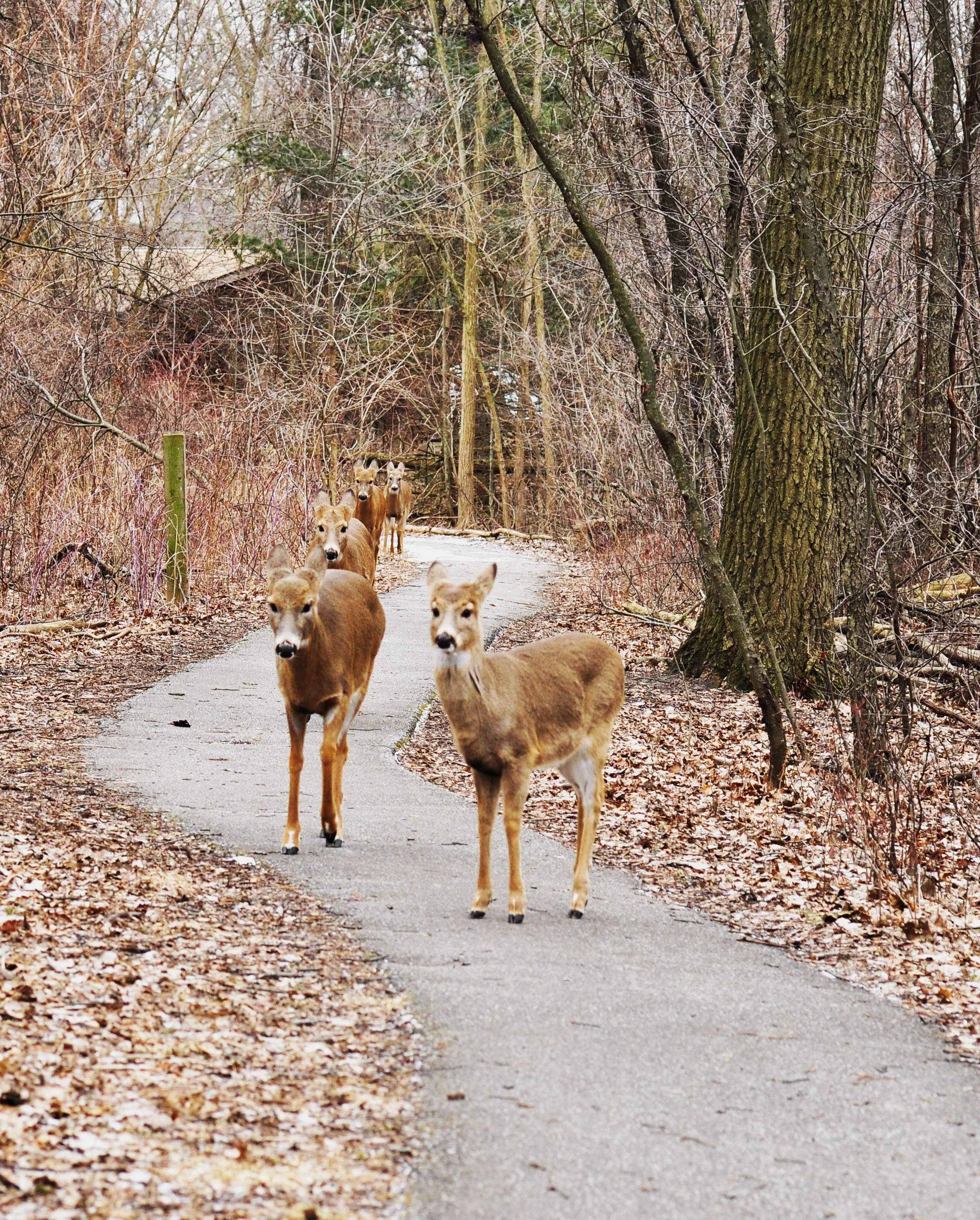 ojibway deer bucks 103.jpg
