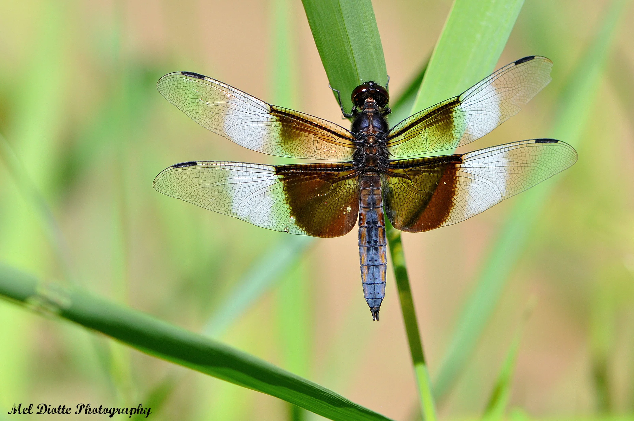 dragon fly.jpg