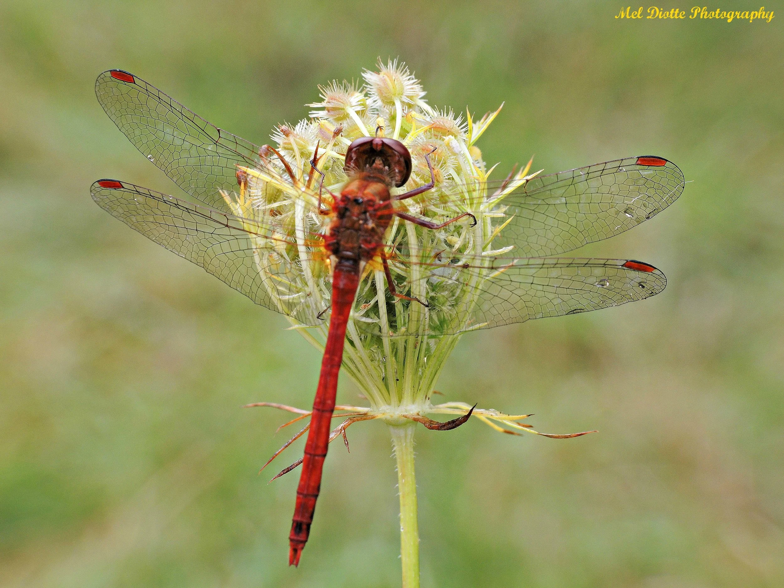 dragonfly2.jpg