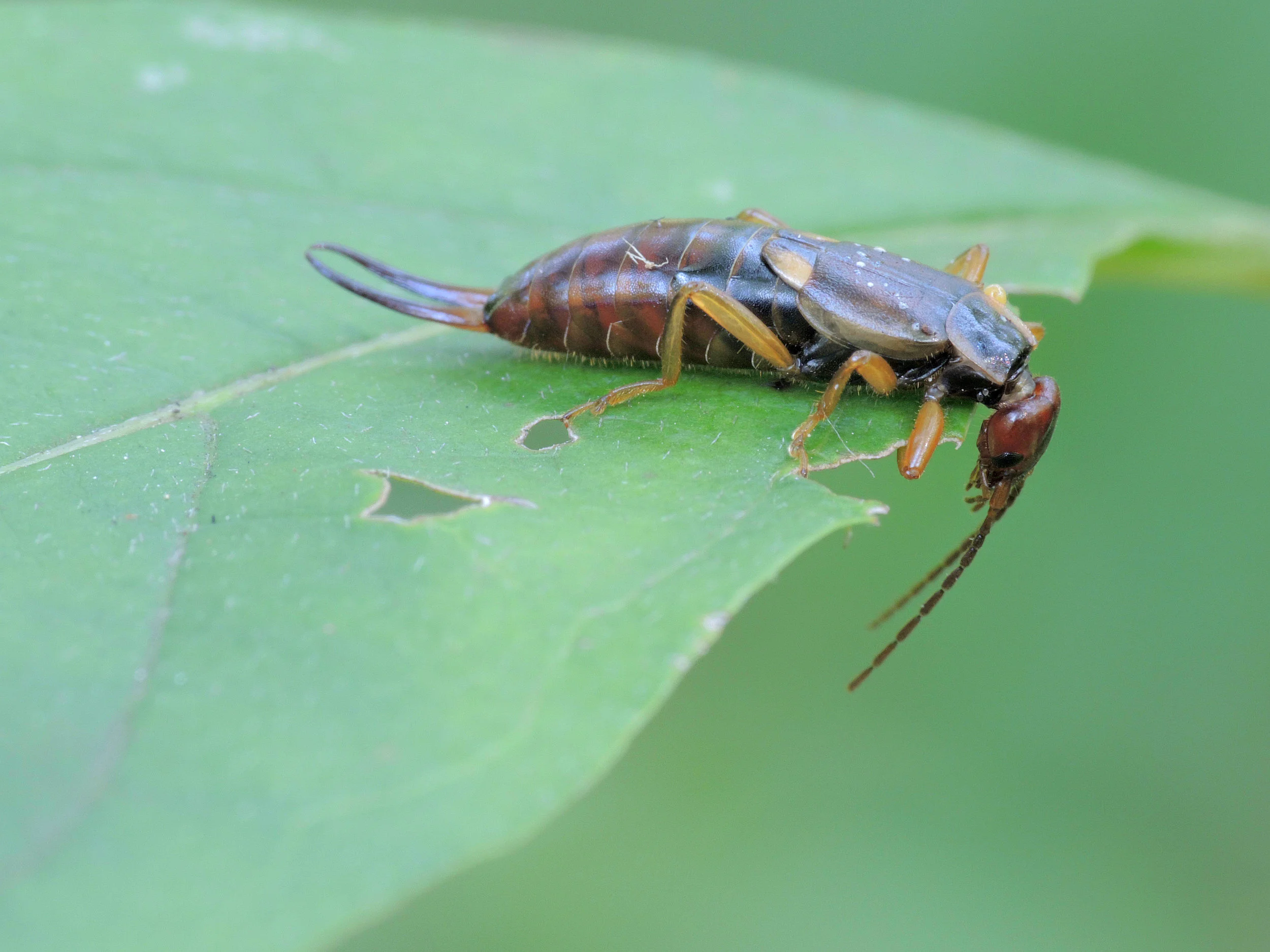 earwig.jpg
