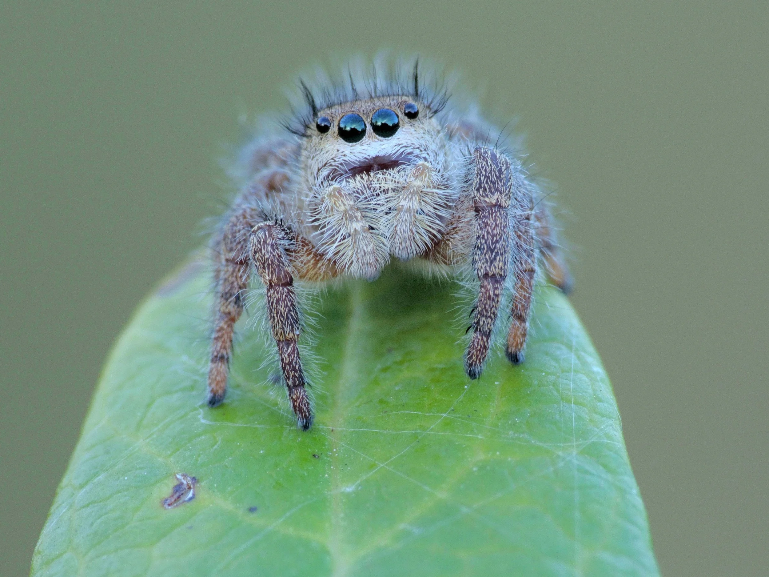jumping spider.jpg