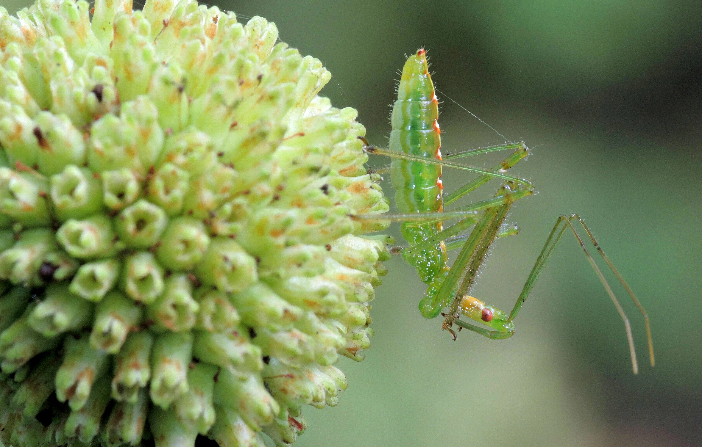 new camera macro 124c.jpg