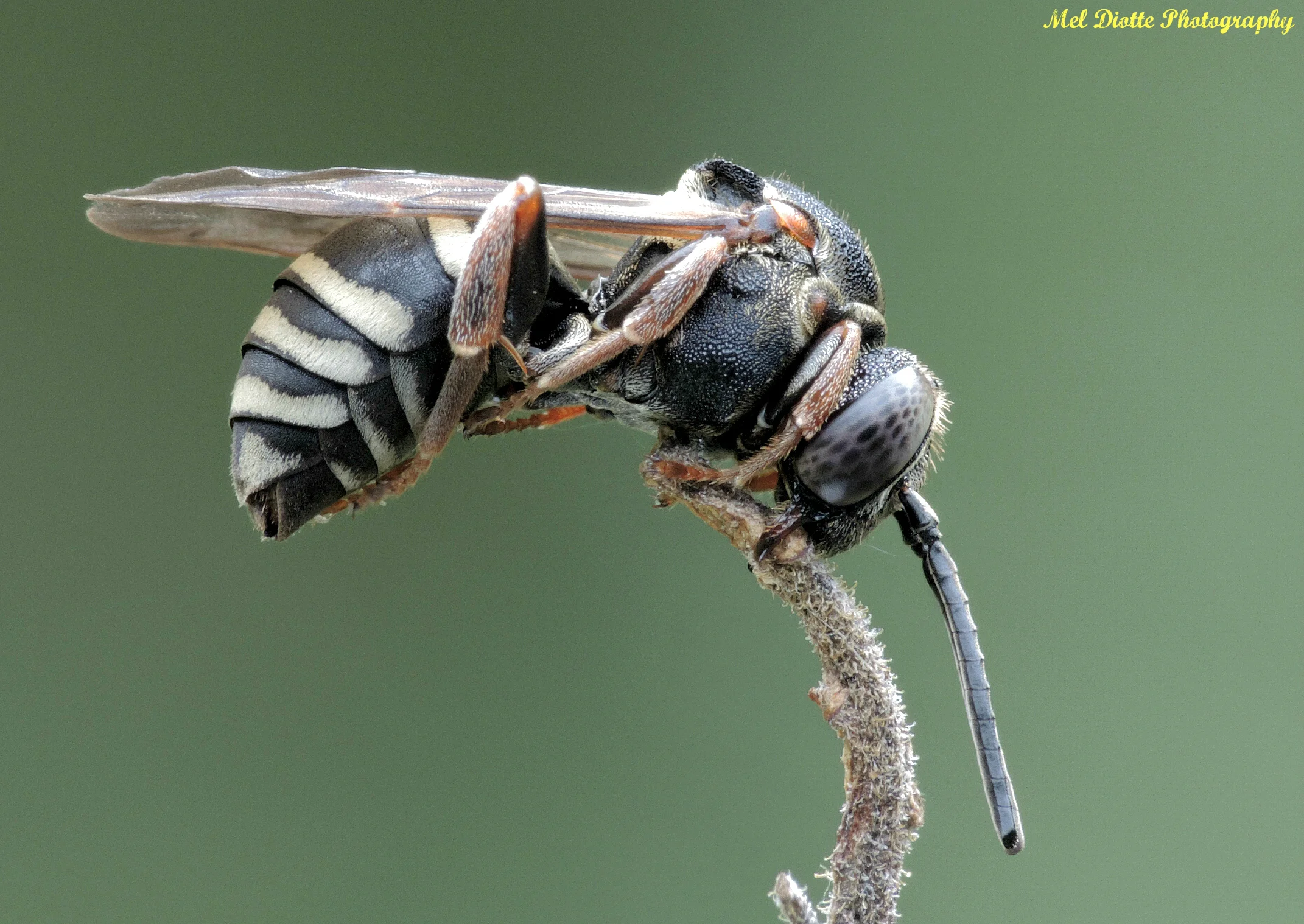 sweat bee macro.jpg
