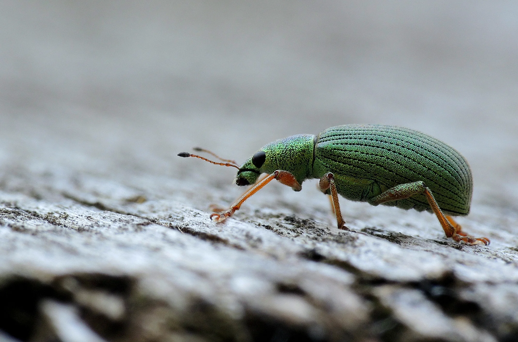 weevil.jpg