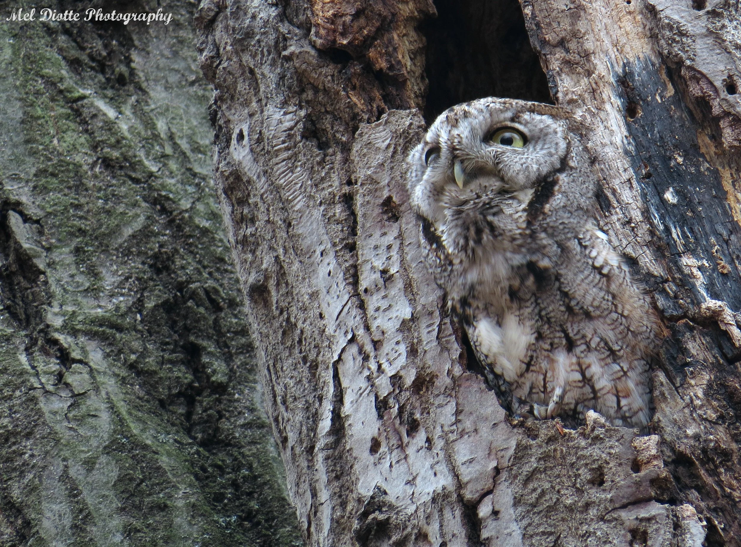 Eastern screech owl april 6 2015bsigned.jpg