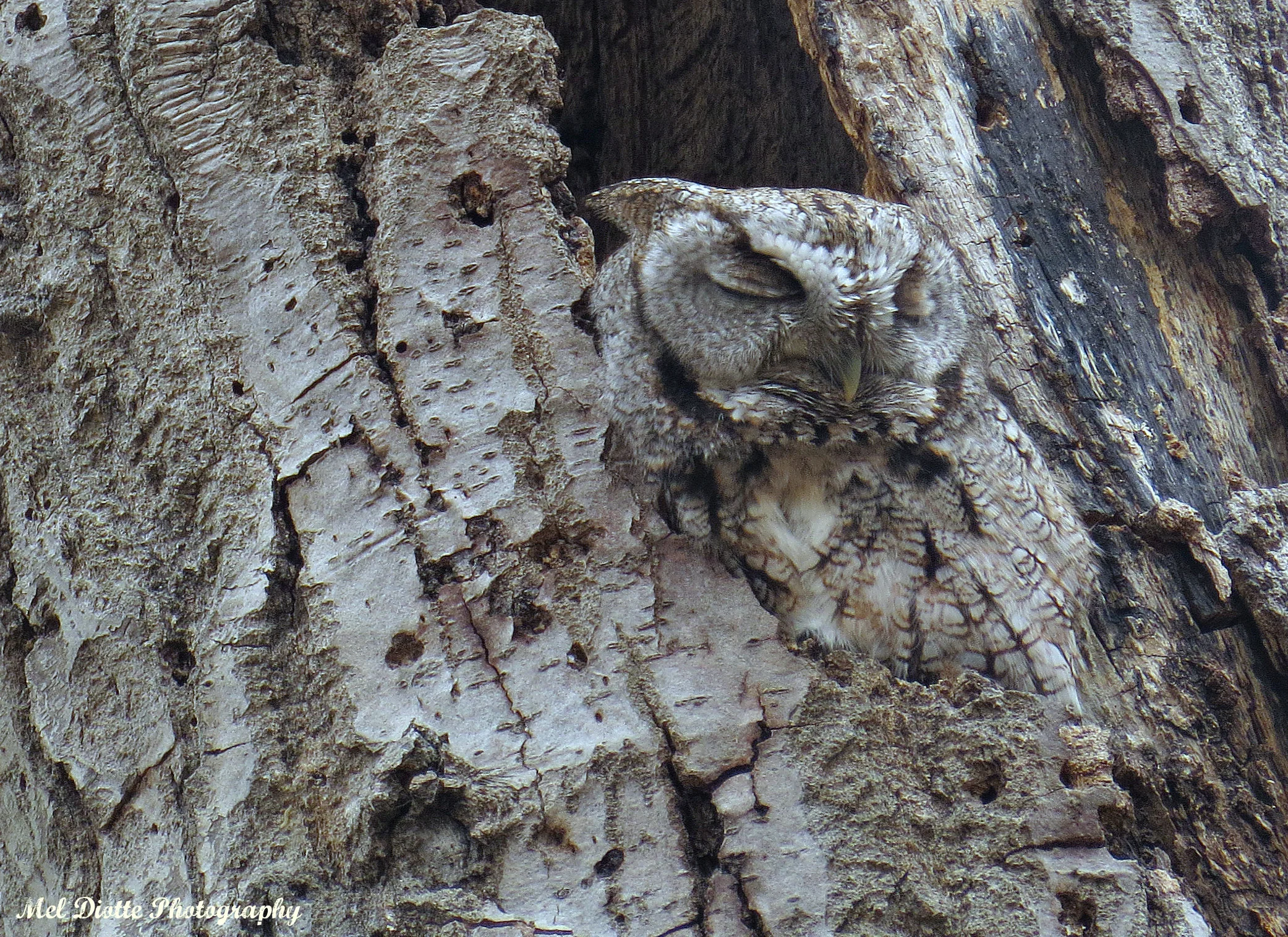 Eastern screech owl april 6 2015e.jpg