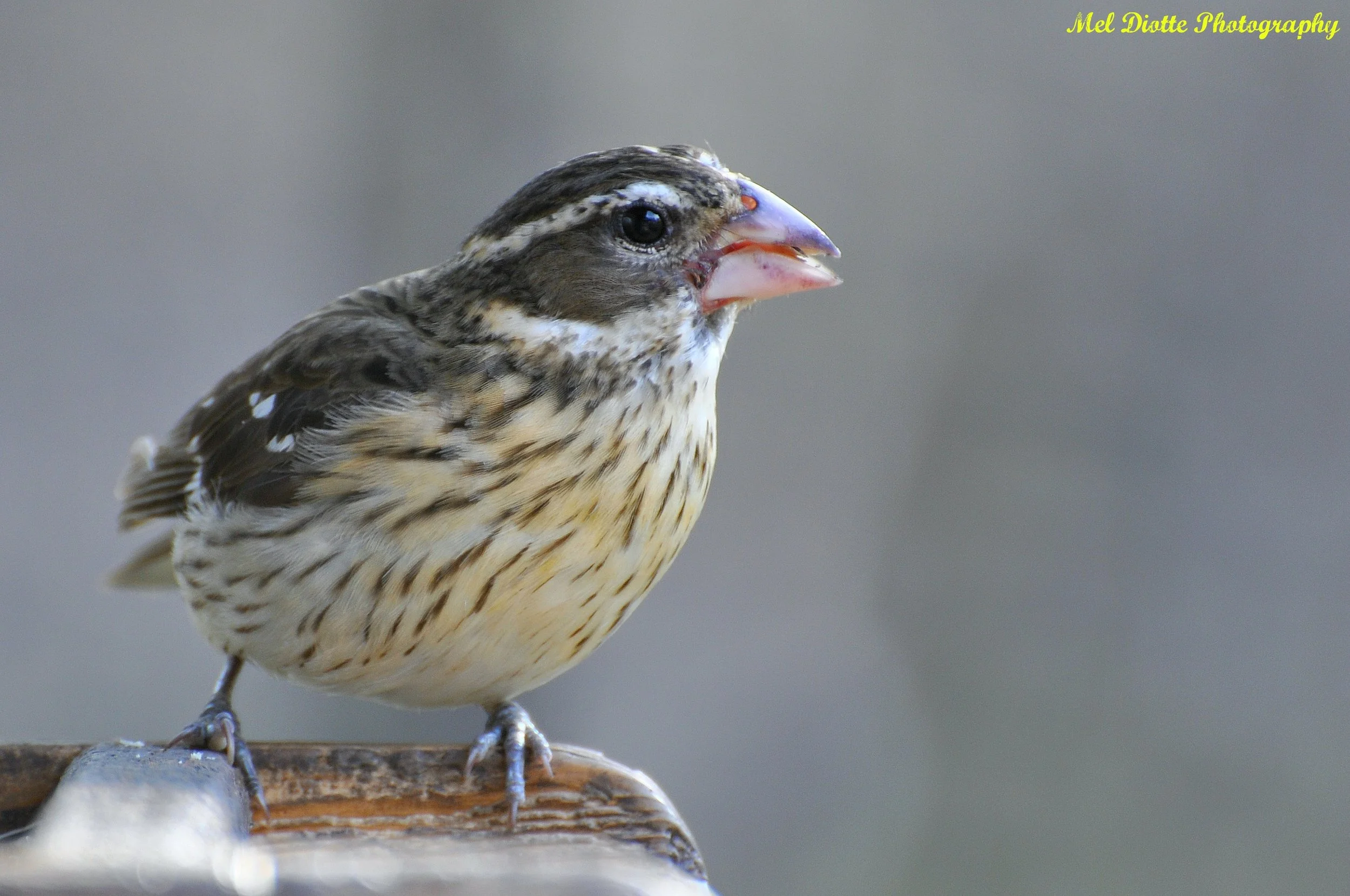 grosbeak.jpg
