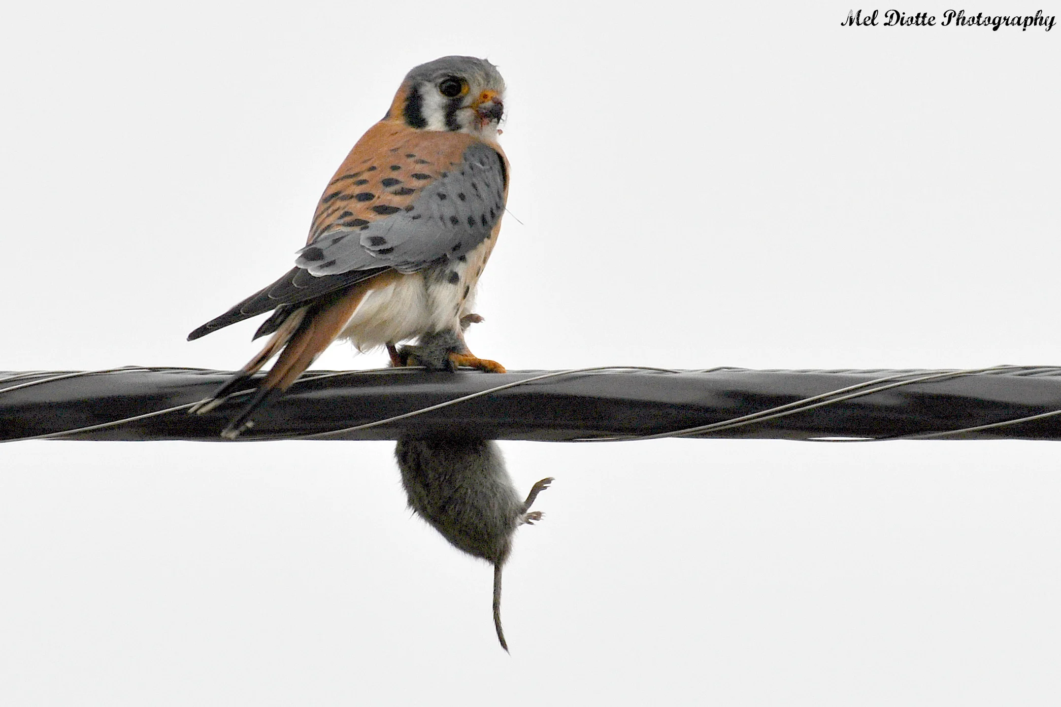 kestrel.jpg