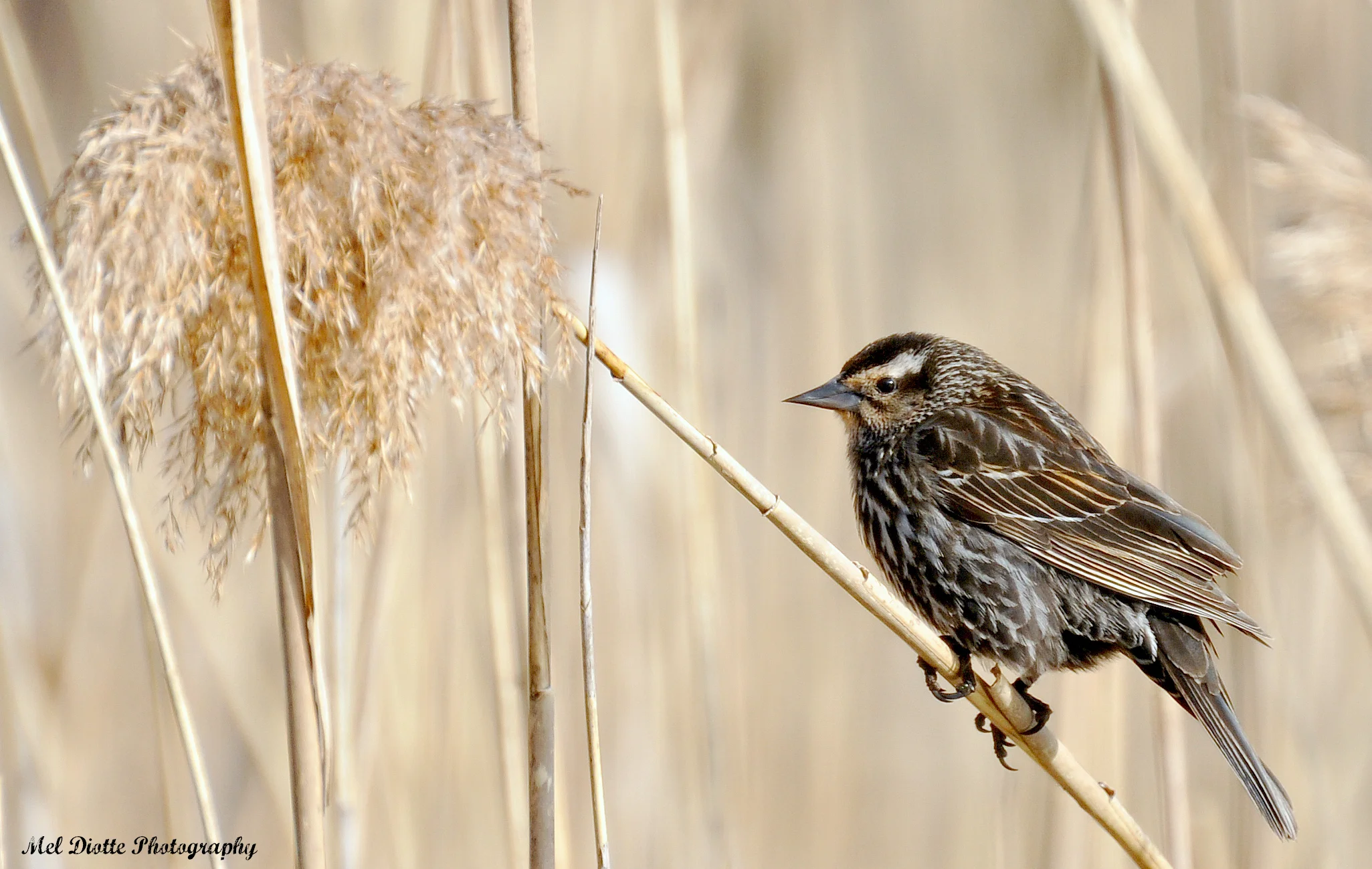 red wing blackbird female 010.jpg