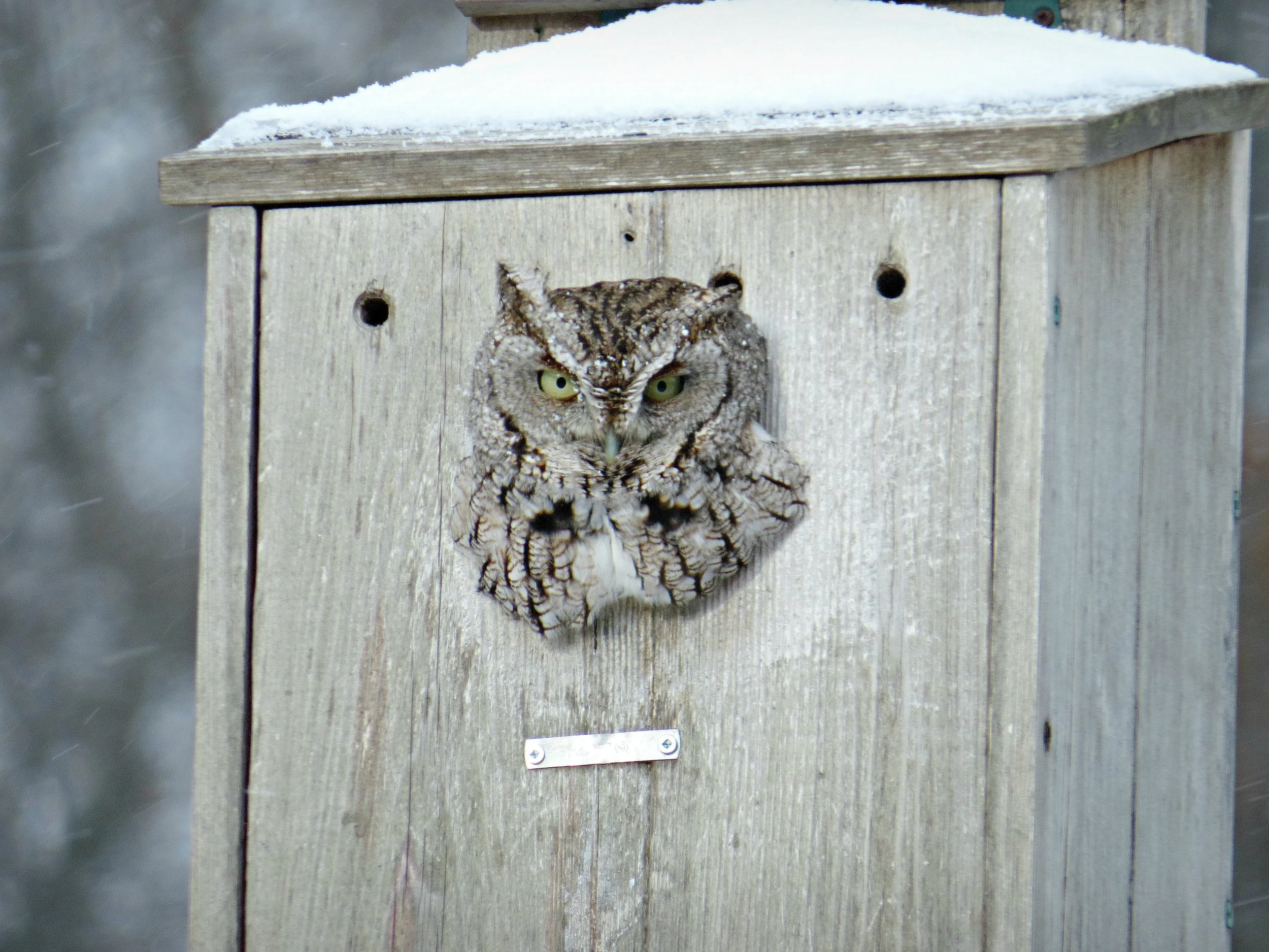 screech jan 9b.jpg