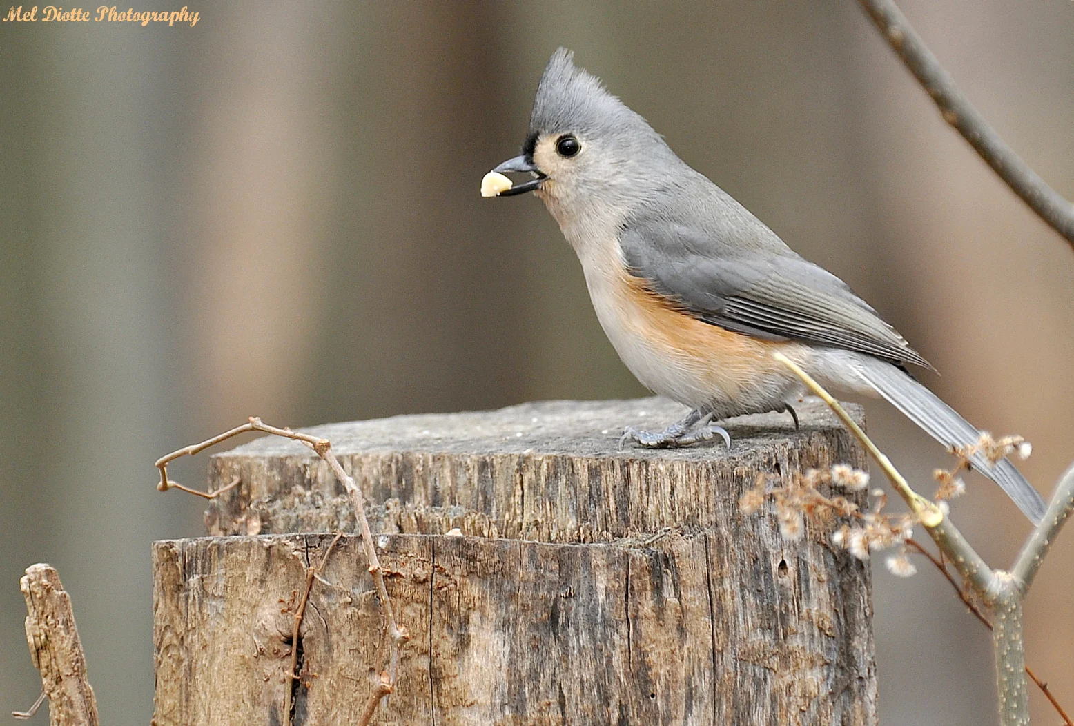 titmouse.jpg