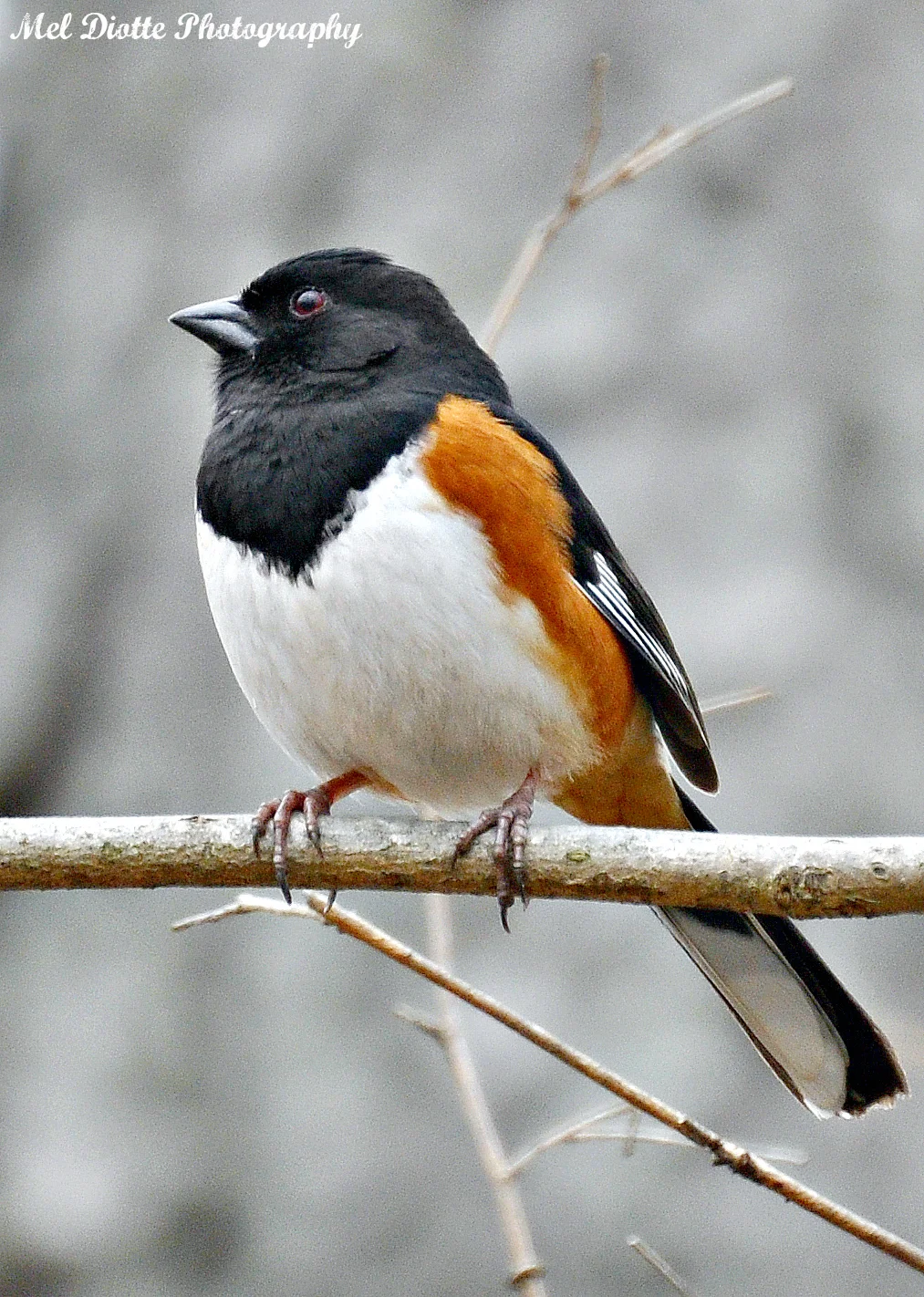 towhee b.jpg