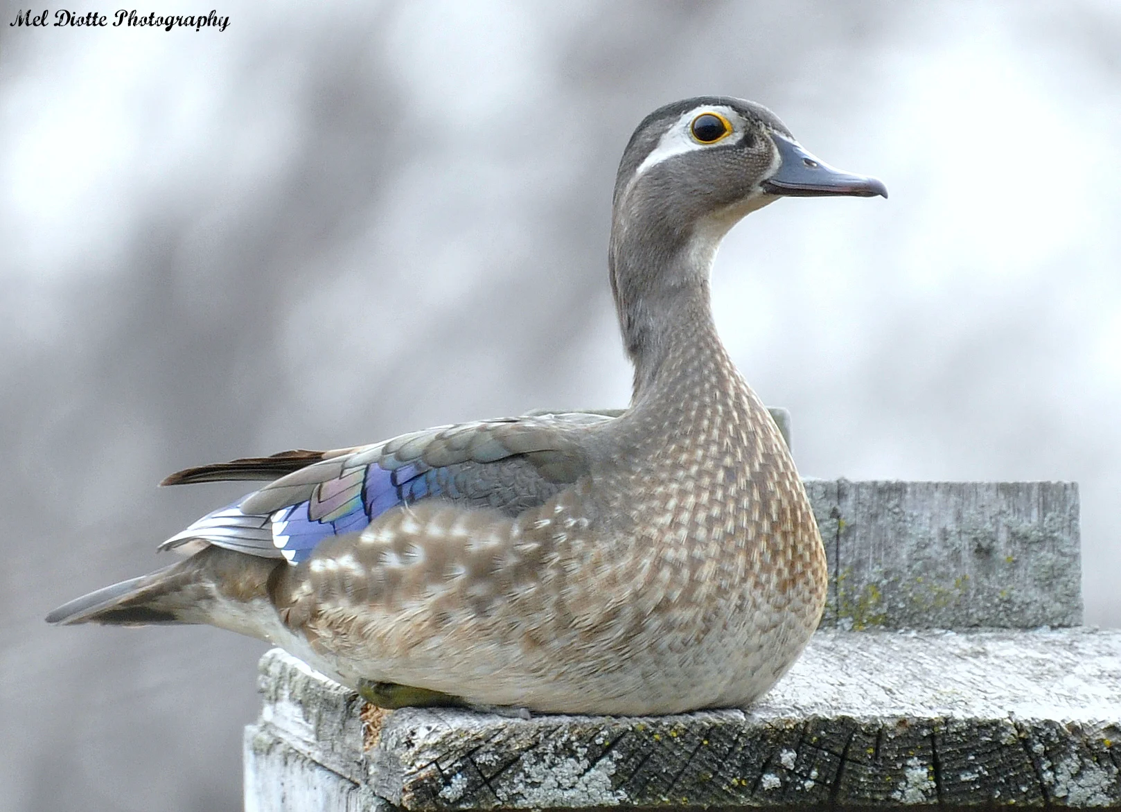 wood duck 101.jpg
