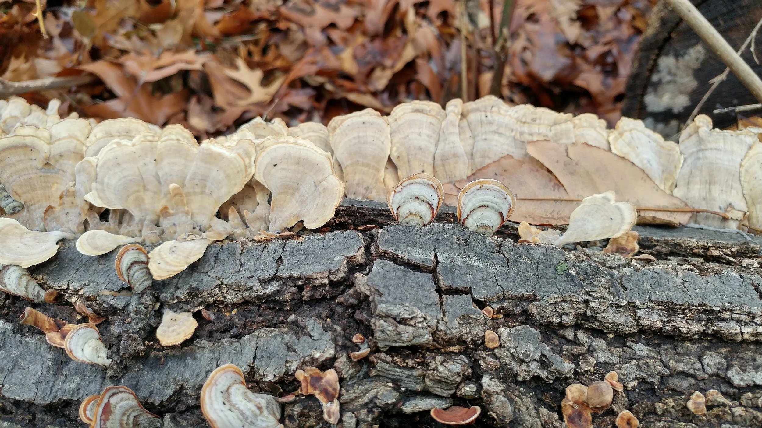 20170121_150816_HDR.jpg