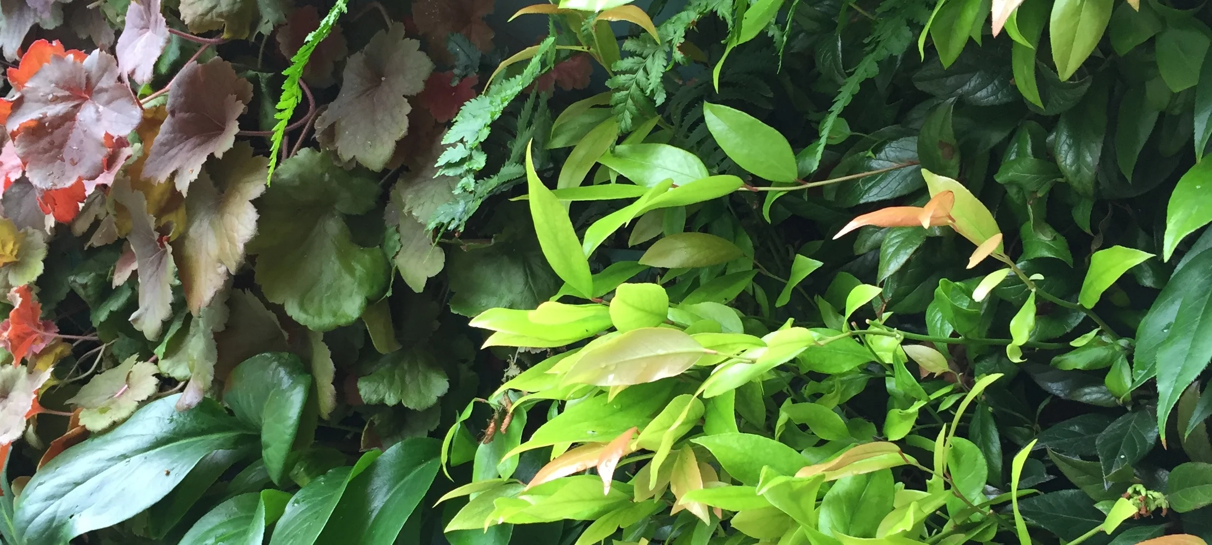 2016-07-27 12.58.34 (1) cropped.jpeg