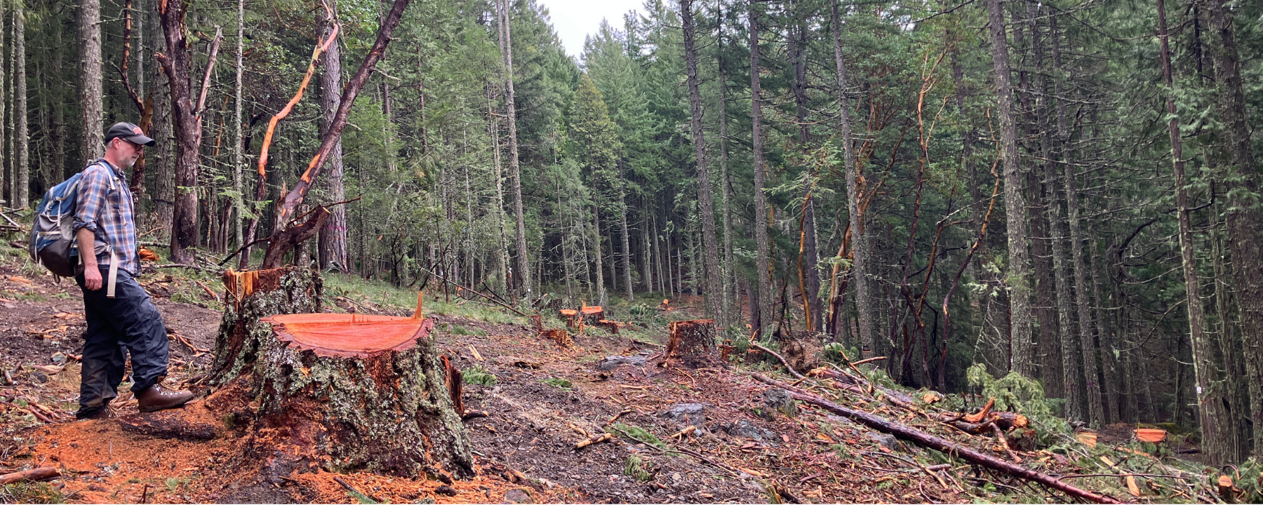 Seven County – What does it mean for challenging old-growth logging?