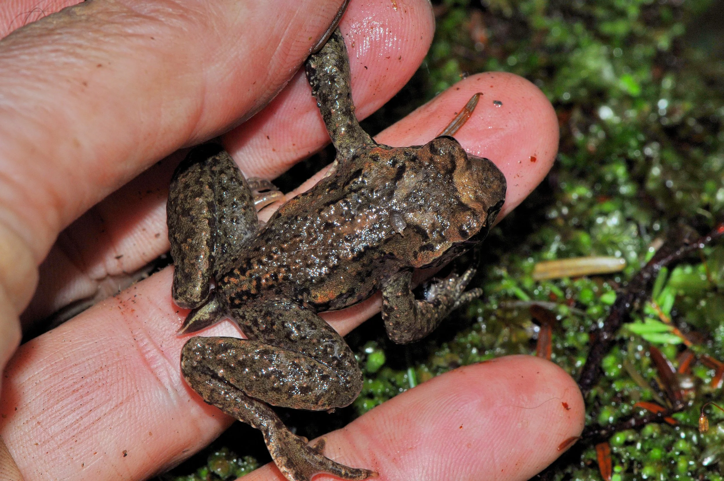 Coastal Tailed Frog