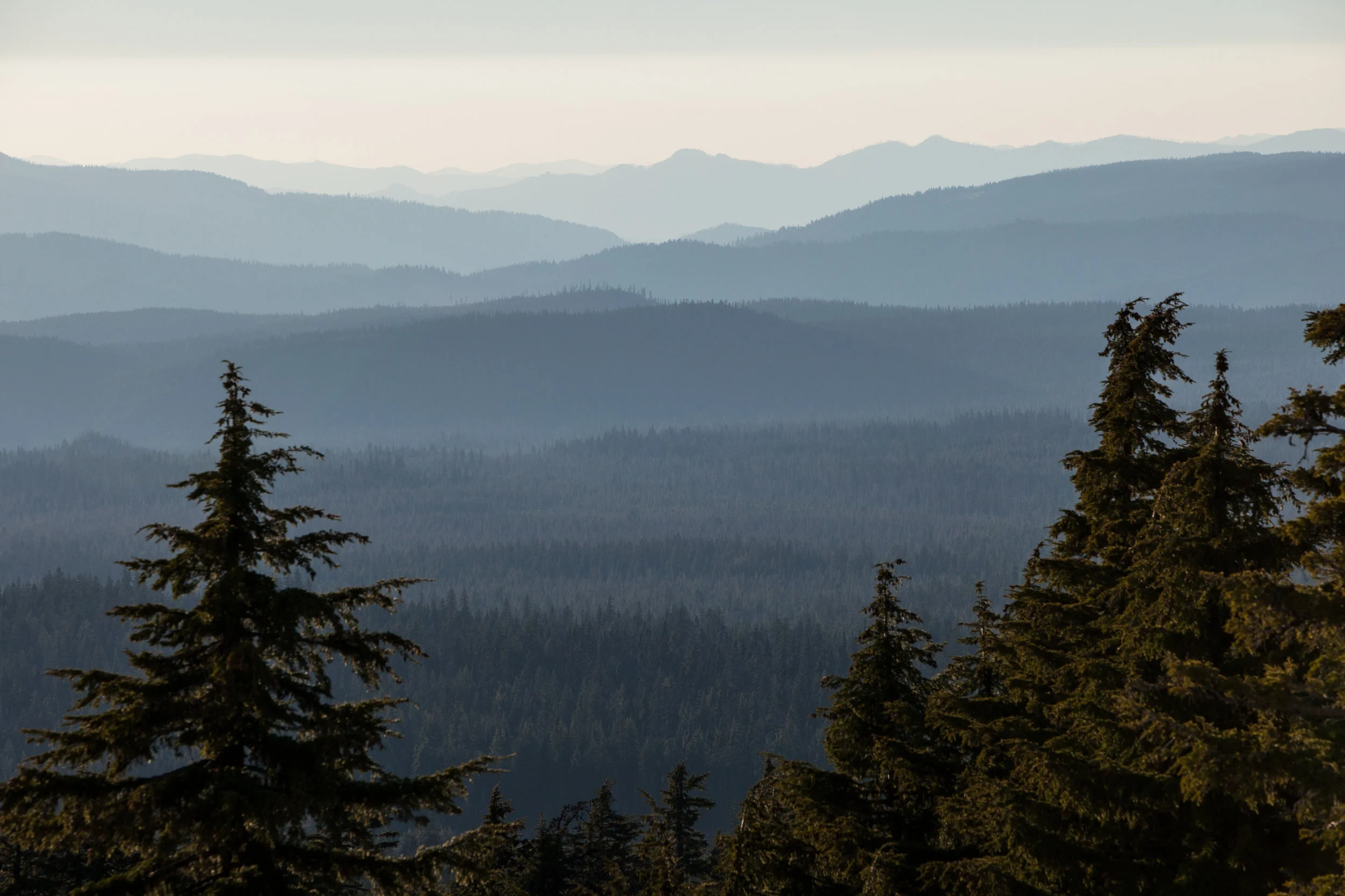 BLM Backyard Forest Watch