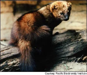 Wildlife Advocacy