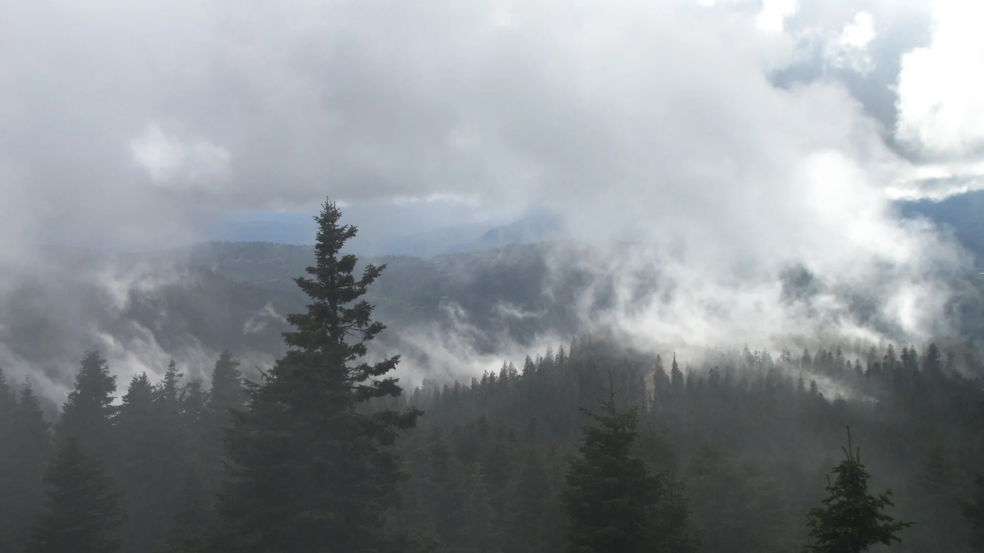 Protecting Our BLM Backyard Forests