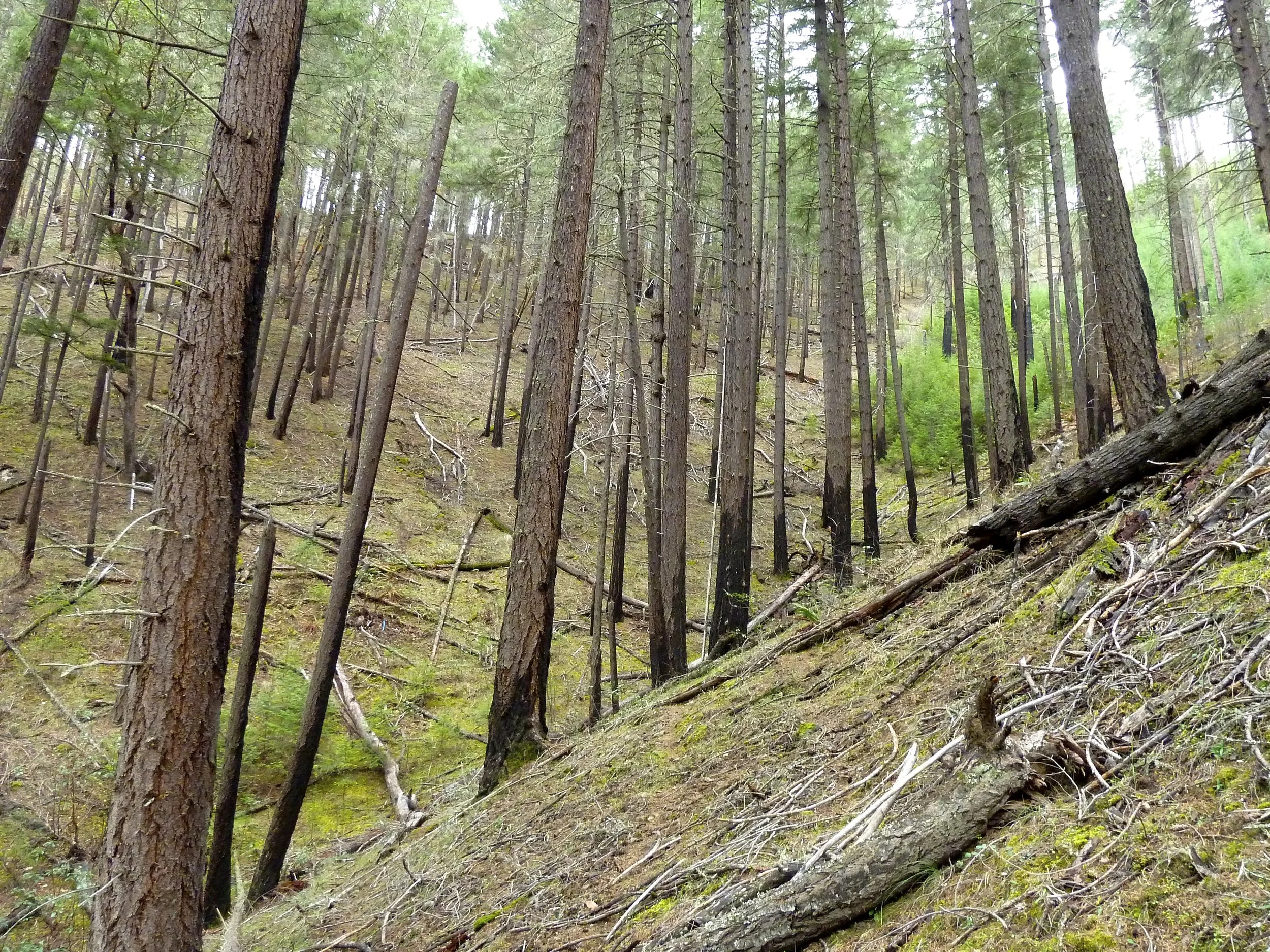 Klamath-Siskiyou: forests of Fire