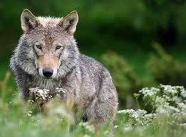 Wolves Belong Here