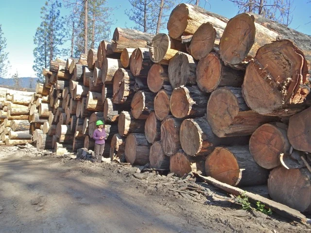 First Came Arson, Next Comes Salvage Logging?!