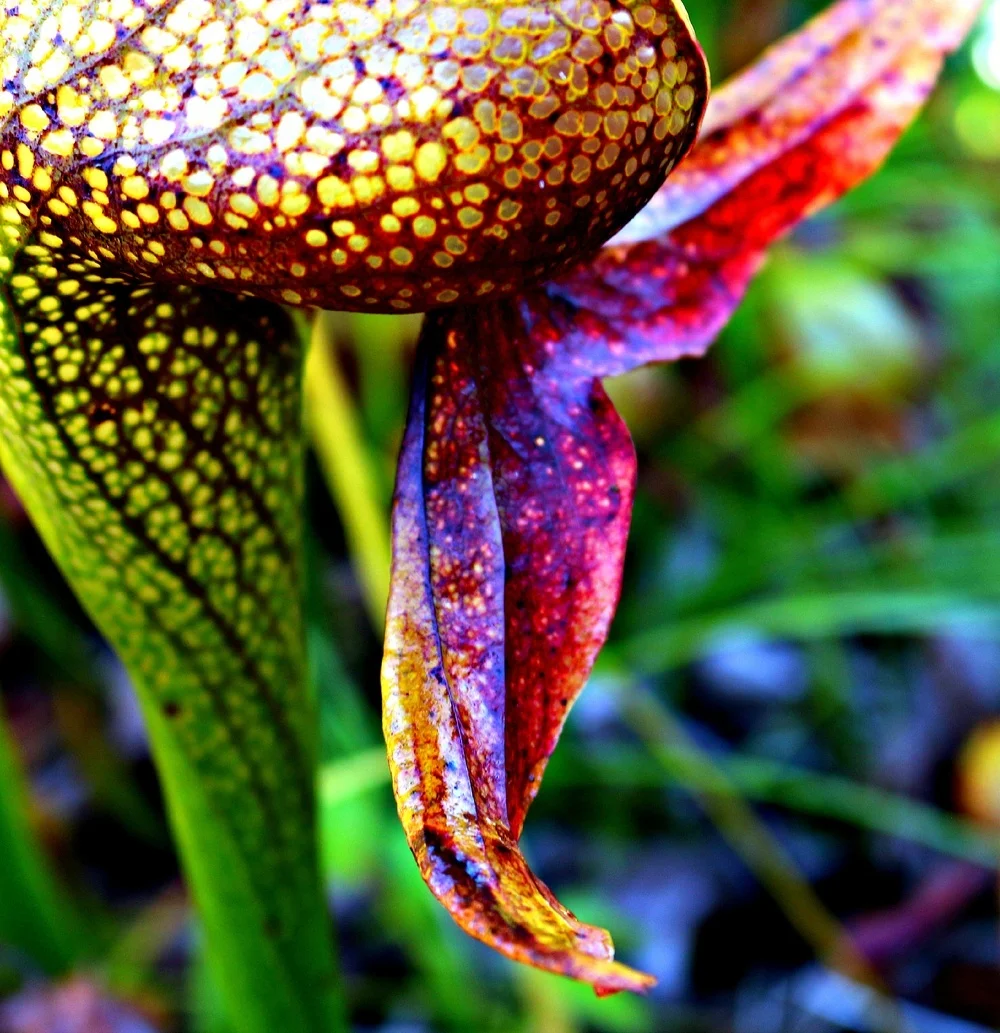 lablab plant Lablab: High-Protein Wildlife Forage & Cover Crop – Hale Habitat & Seed