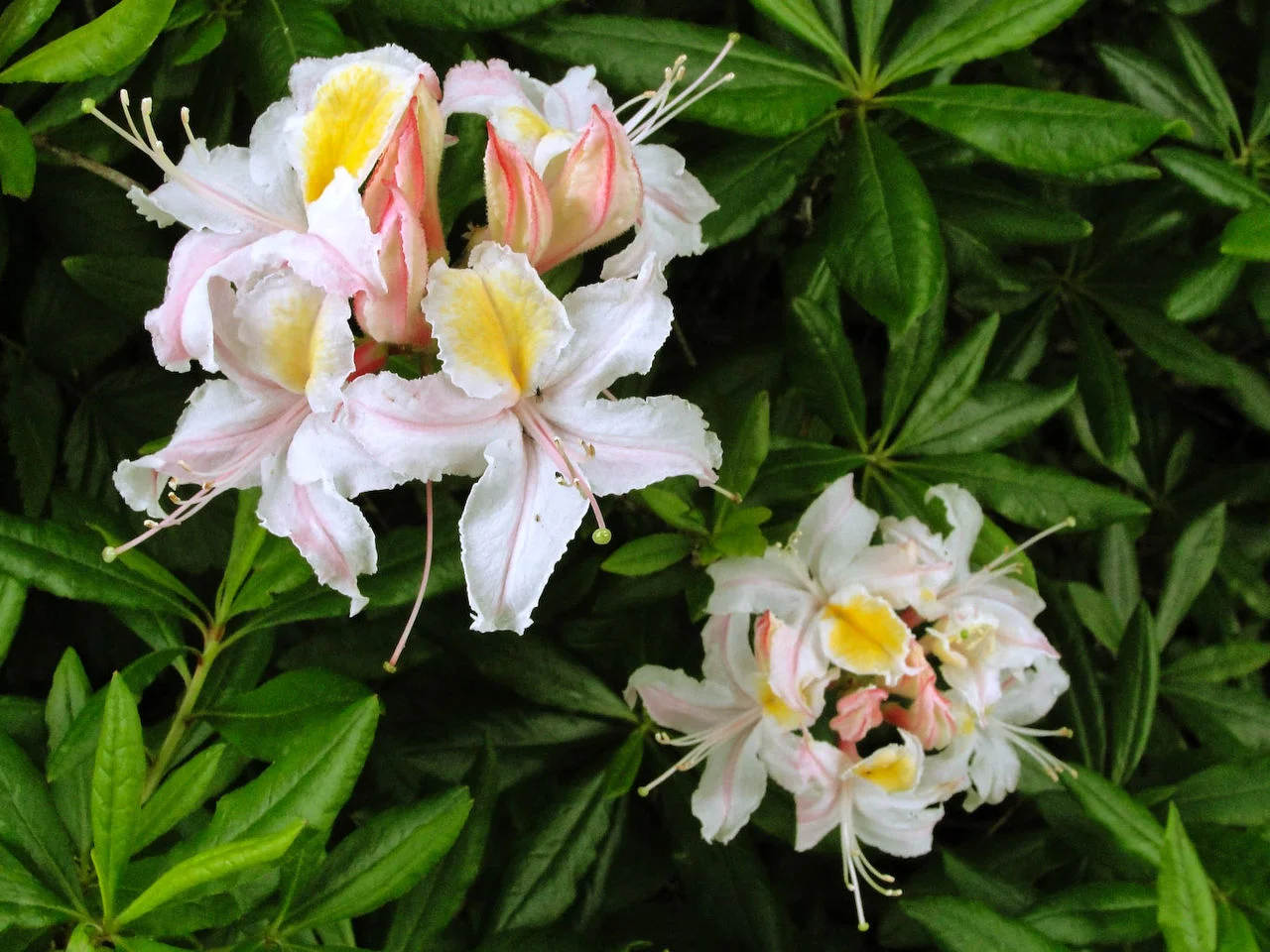 Azalea