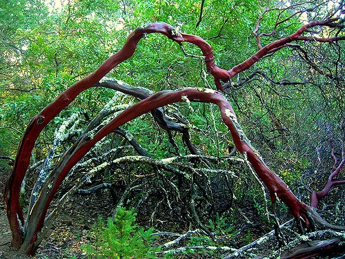 Manzanita