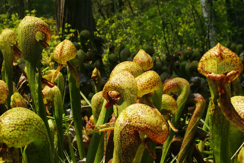 cobra lily  Imperiled Species Profiles  Klamath-Siskiyou Wildlands Center