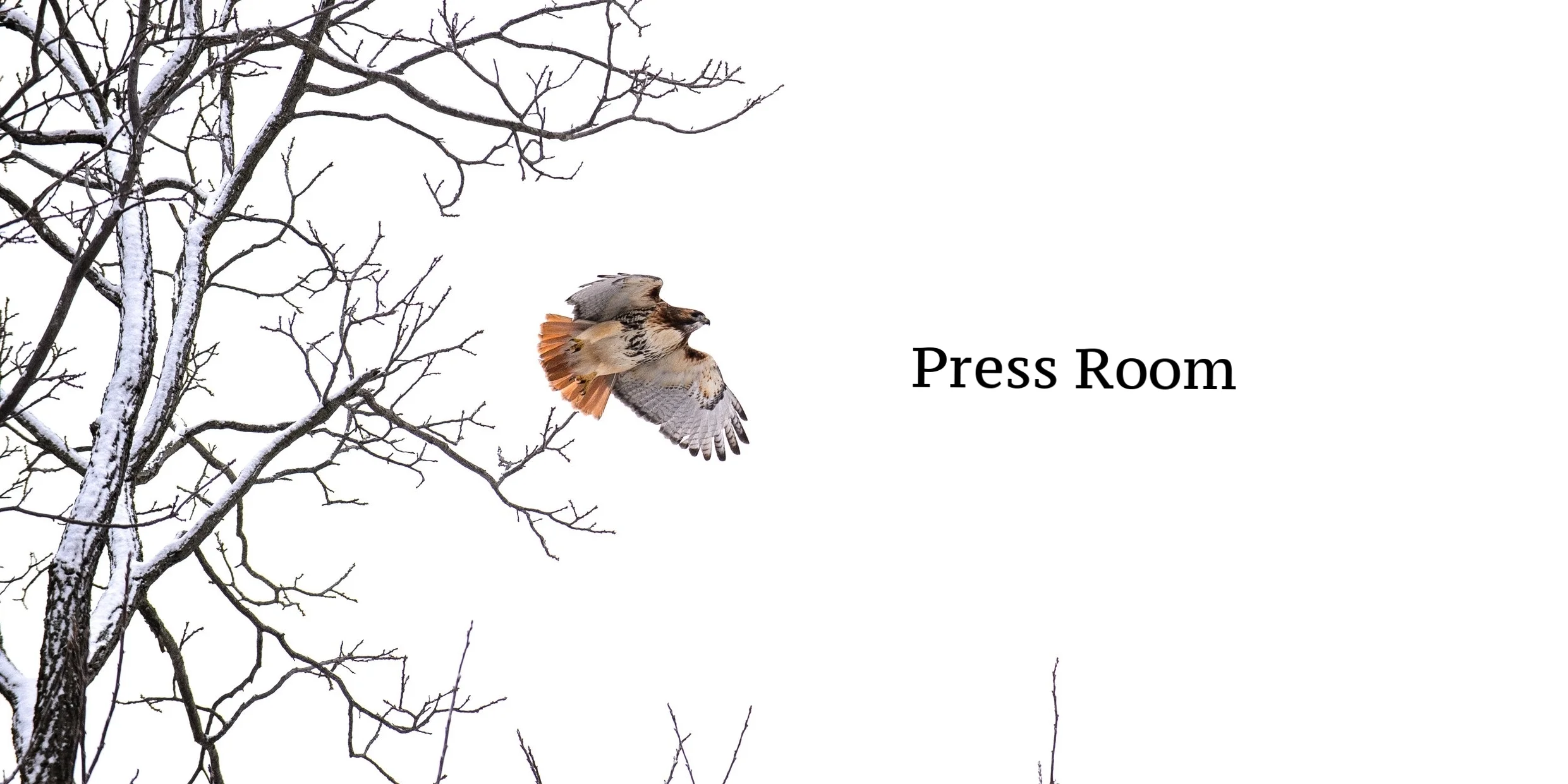 Hawk Watch.jpeg