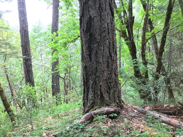 Klamath Siskiyou Wildlands Center