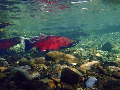 State Fails Rogue Streams
