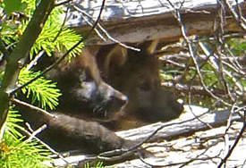 The wild KS was the first place in Western Oregon and California to welcome back breeding pairs of gray wolves. Pictured here are the wolf pups!