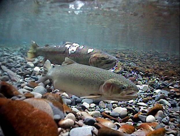 Photo Credit : Oregon State University