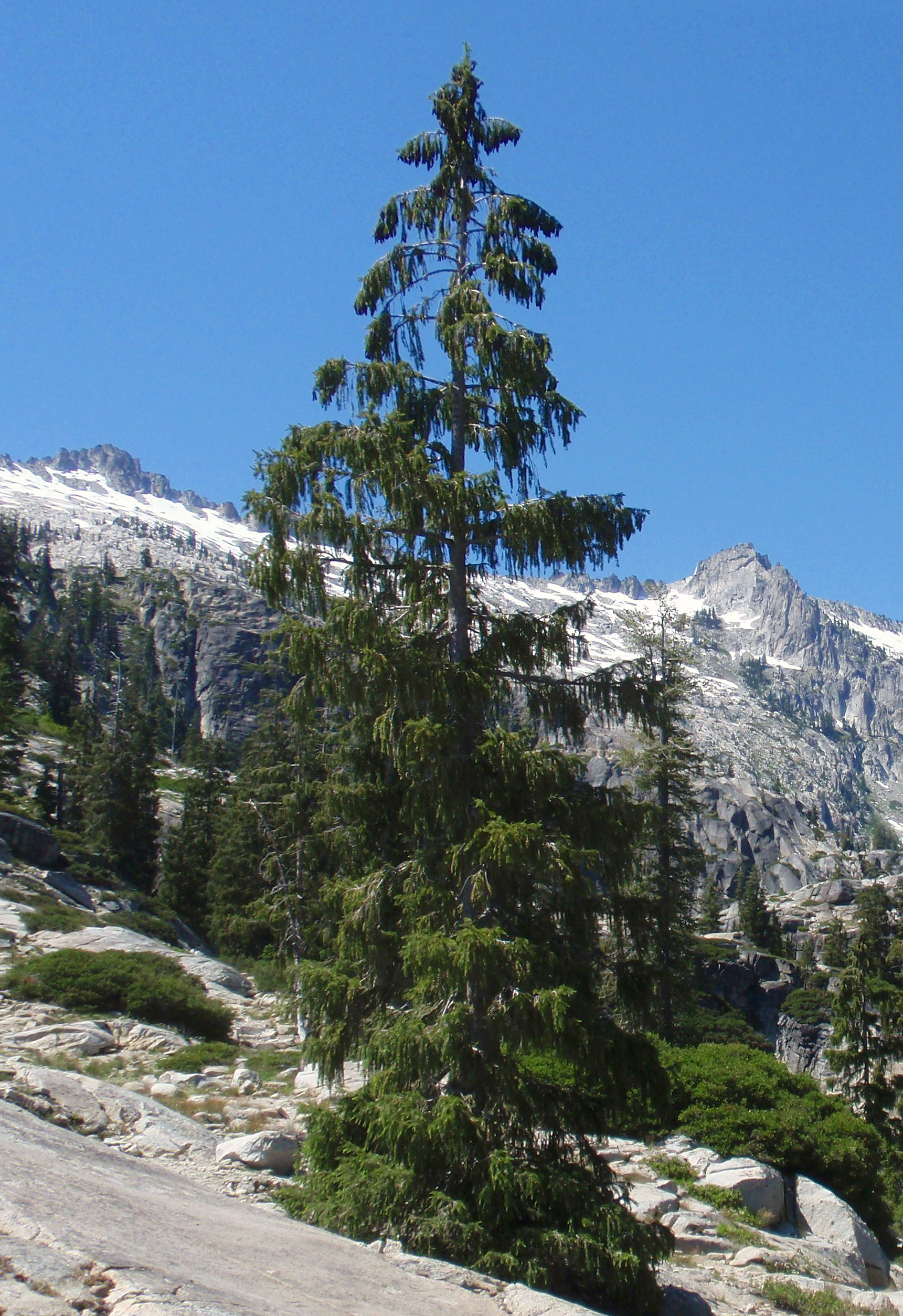 Brewer Spruce in the Trinity Alps Wilderness Photo credit : Tom Hilton