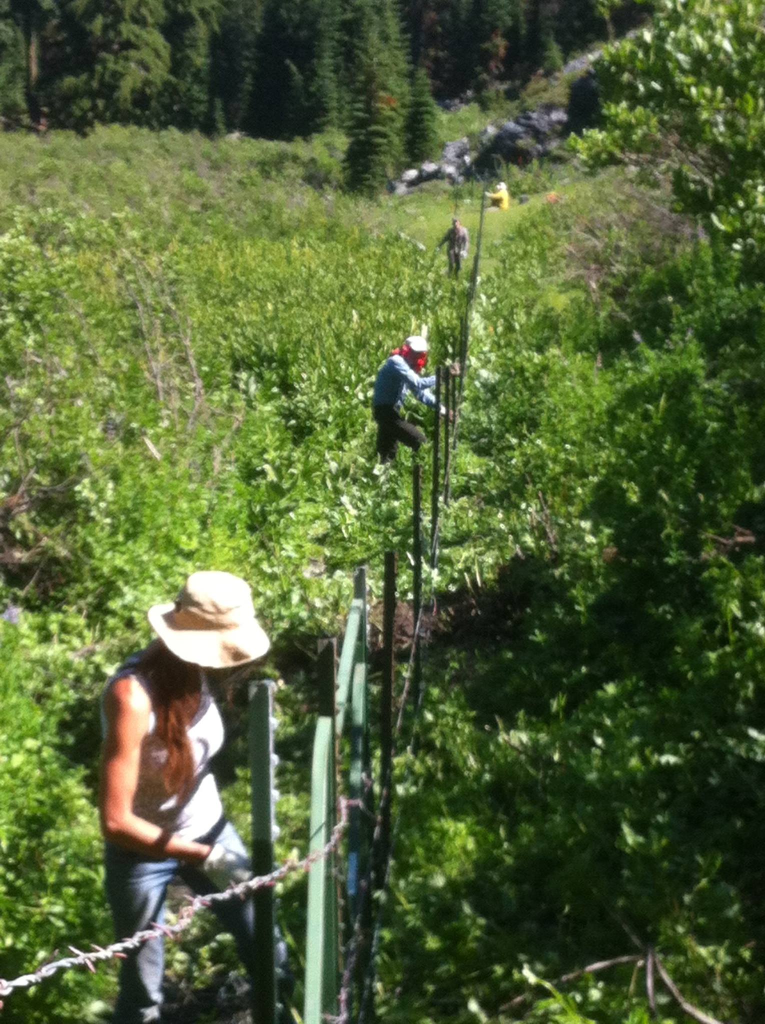 Volunteers construct a seasonal fence to protect a beautiful meadow from unchecked grazing. Alex Hole Restoration Project, 2017