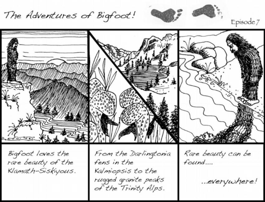 Ask anyone, the Klamath-Siskiyou is Bigfoot country.