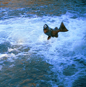 Upper Rogue River Salmon Viewing