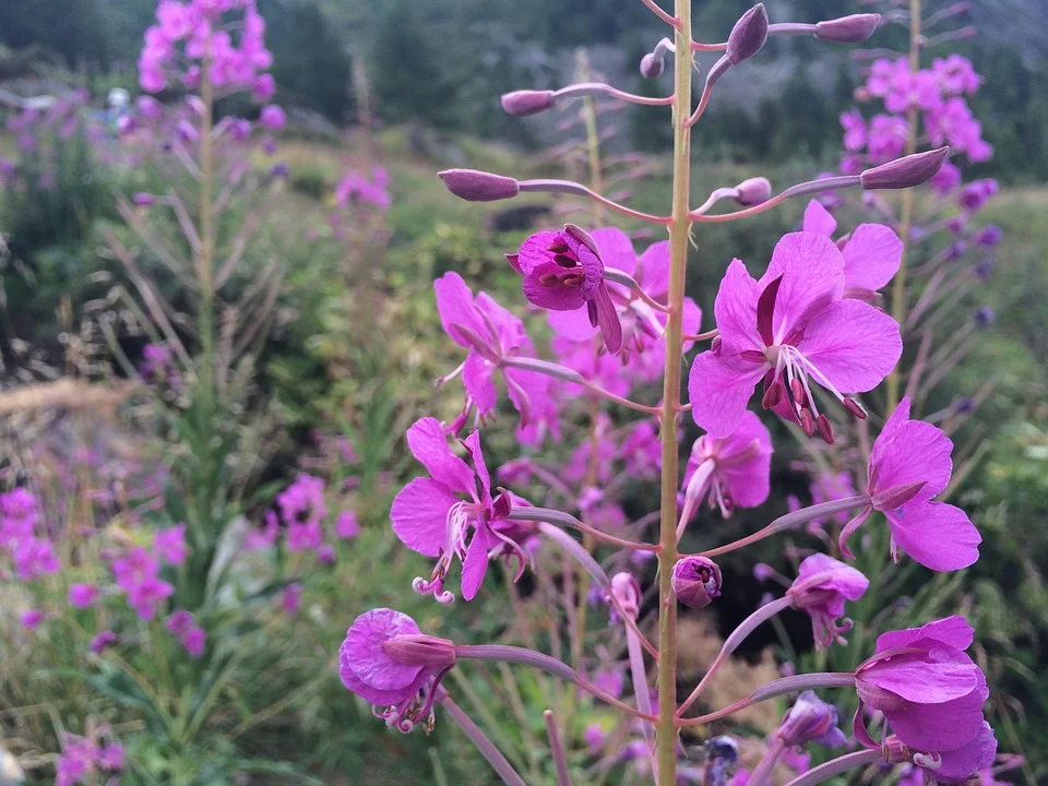 Fireweed, Epilobium angustifolium relies on fire, and grows vigorously in the several years following a burn.